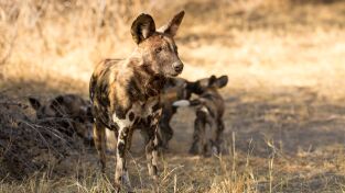 Savage Kingdom: El sacrificio de una madre