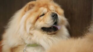 Critter fixers: Veterinarios rurales: Salón de la Fama del cono de la vergüenza