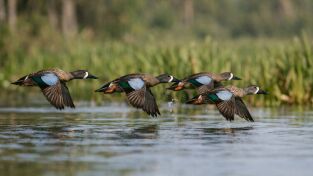 Wild hunting: Guatemala Blue wings