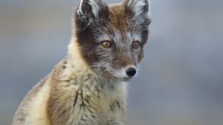 La increíble migración animal: Crianza polar