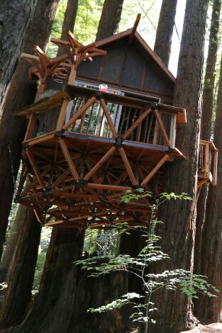 Minicasas sobre ruedas: Minicasa en los árboles