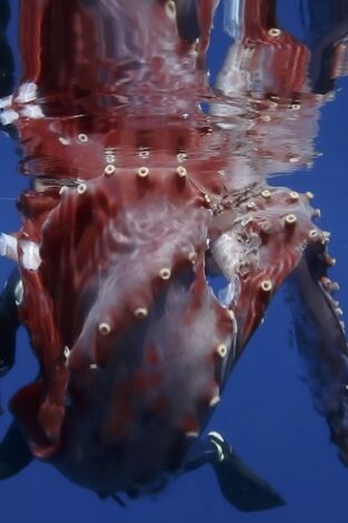 En busca del calamar gigante