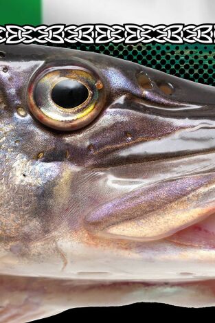 Wild Pike Ireland - capítulo final