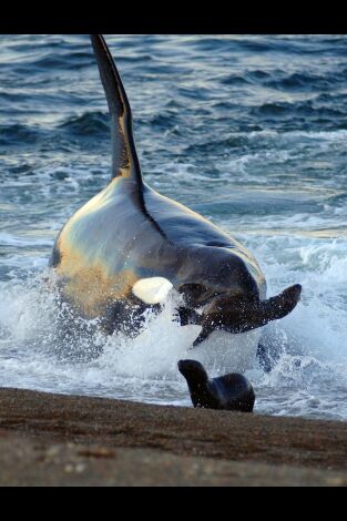 Vida animal: Escuela de orcas asesinas