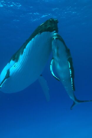 Las historias del bosque mediterráneo