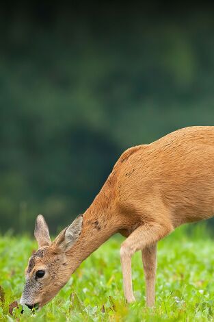 Despieta el campo, la fiebre del corzo