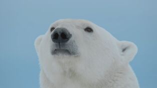 Predador vs. presa: Oso polar