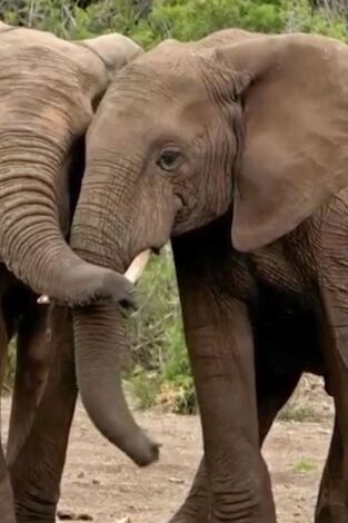 ¿Cómo lo hacen? Mundo animal: Trompas de elefantes y animales antiguos