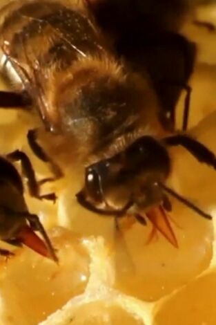 ¿Cómo lo hacen? Mundo animal: Insectos espaciales y mapas mentales de las ardillas