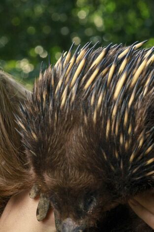 The Irwins: Robert, el rey de las Cobras