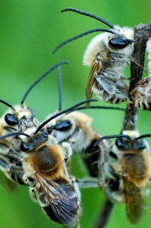 Las hijas del sol: Las abejas