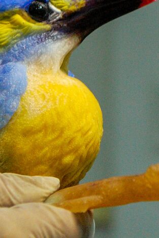 ¿Cómo lo hacen?: Episodio 6