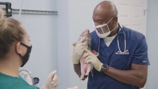 Critter fixers: Veterinarios rurales: Cerditos poderosos