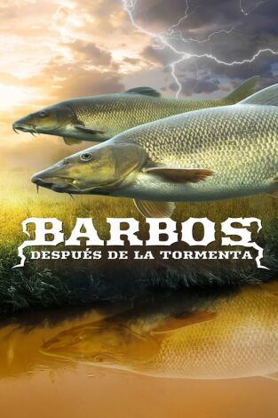 Barbos después de la tormenta