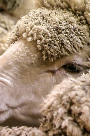 ¿Cómo lo hacen?: Episodio 15