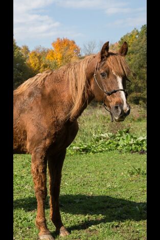 El increíble doctor Pol: Rasguños de gato