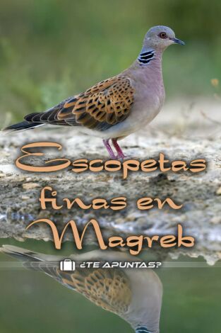 Escopetas finas en el Magreb