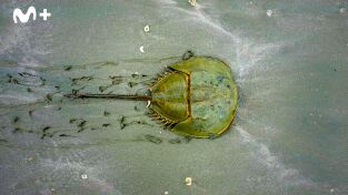 China Salvaje: Cantón: Costa