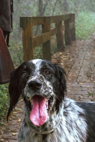 Setters los guardianes del báltico Ep.2