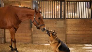 Hudson y Rex (T6): Ep.11 Entre perros y caballos