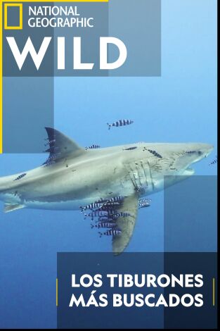 Los tiburones más buscados