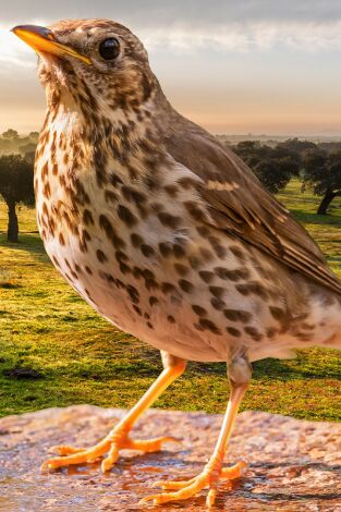 Aquellas sierras extremeñas. Los pasos del zorzal