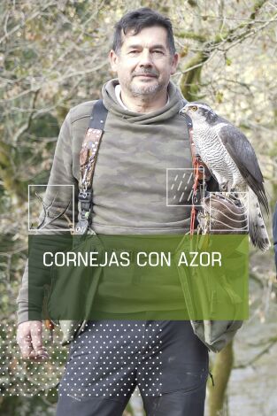 Cornejas con azor