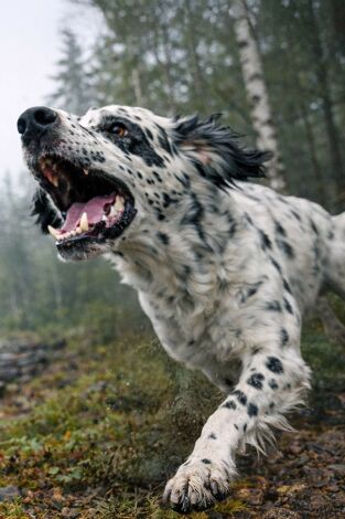 Setters los guardianes del báltico Ep.1