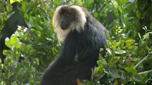 Los secretos naturales de Asia: Vida en el monzón