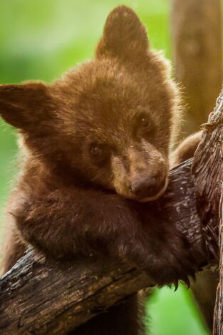 Parques Nacionales de América: Grand Teton