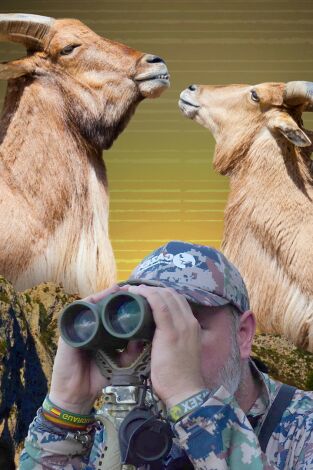 Arrui en las cumbres alicantinas