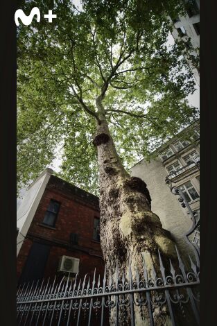 La vida secreta de los árboles: La edad adulta