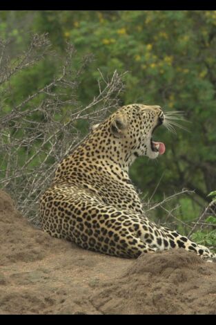 El linaje de los depredadores: El cuento del leopardo