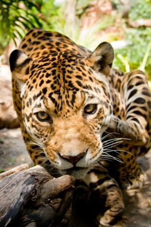 The y el dinosaurio gigante: Serpientes