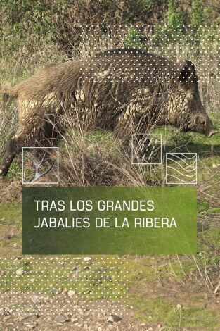Tras los grandes jabalíes de La Ribera