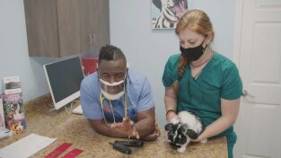 Critter fixers: Veterinarios rurales: Conejito de cinta azul