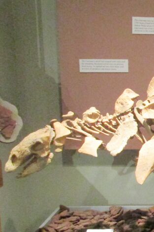 Misterios en el museo: Lassie en la vida real y más