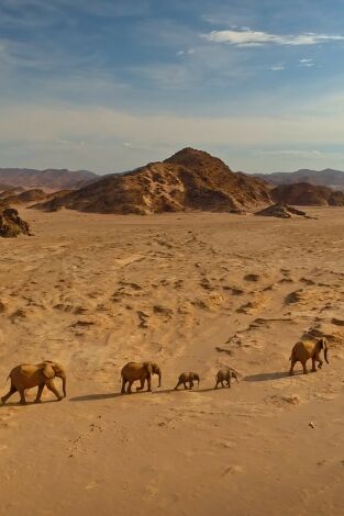El Kalahari, la otra ley de la selva: Episodio 2