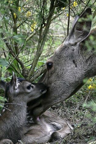 Ternura salvaje: Un día en el bosque