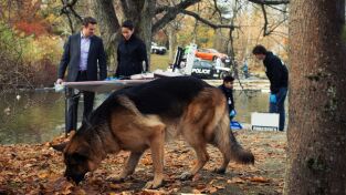 Hudson y Rex (T1): Ep.3 Perseguido por el pasado