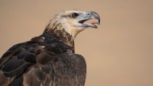 Superviviente por naturaleza: Bichos costeros