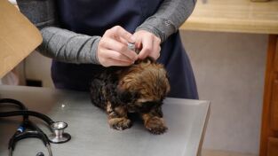 El increíble doctor Pol: "¡Es Charles, está herido!"