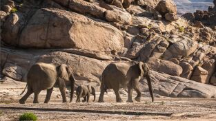 Los secretos de los elefantes: El desierto