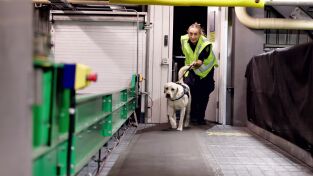 Dentro del aeropuerto de Melbourne: Alerta máxima