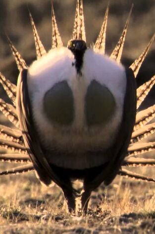 Los grandes bailarines de la naturaleza