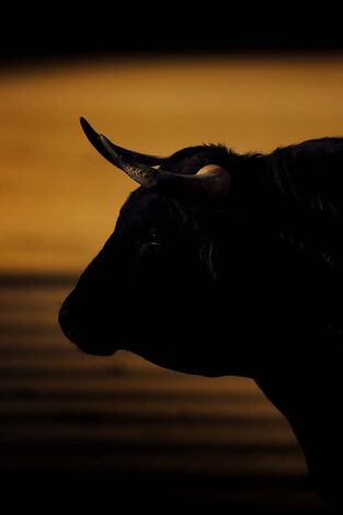 Correguda Bous Fira Falles 2026