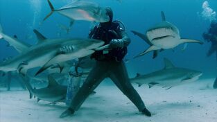 Cuando los tiburones atacan: Mordido en Balí