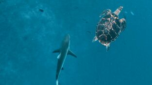 Cuando los tiburones atacan: Sharktober