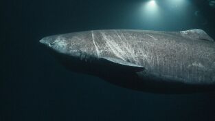 Cuando los tiburones atacan: Pánico en el paraíso