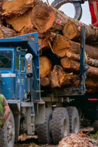 Los últimos leñadores: Varado
